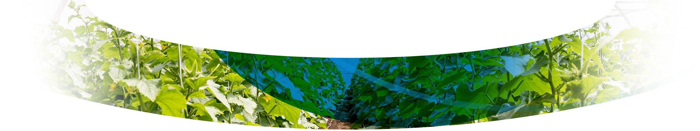 Agrícola Llanos de Marín S.L.