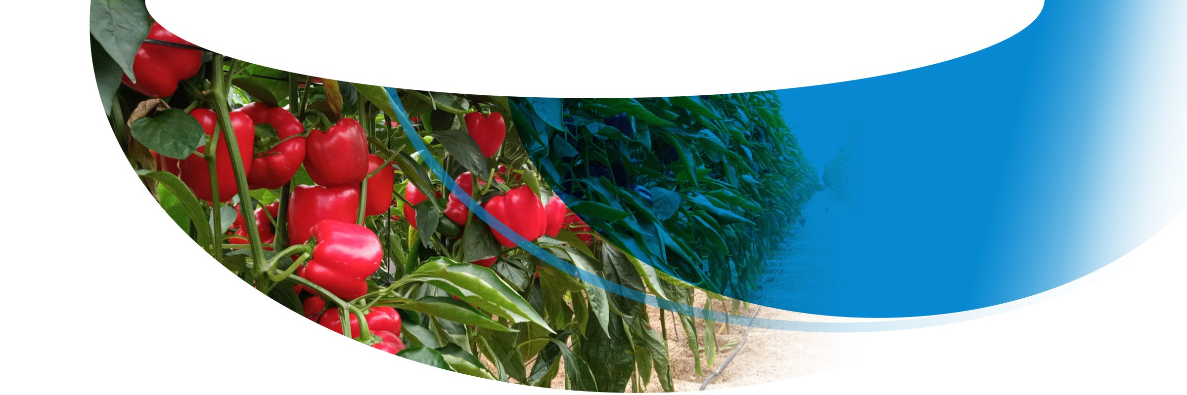 Agrícola Llanos de Marín S.L.