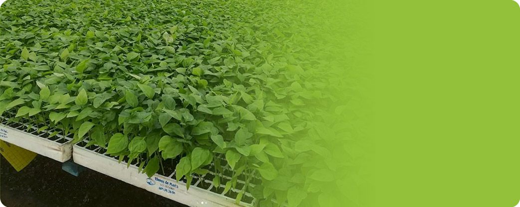 Semillero propio: innovación y calidad en la producción